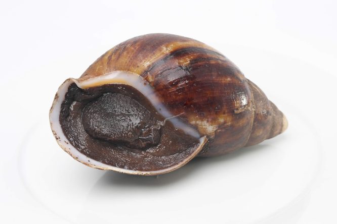 Snail Shell on