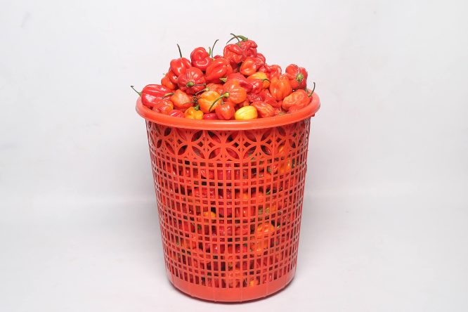 Atarodo Size 3 (Midi 4kg x 1 Unit) Atarodo Size 3 (Midi 4kg x 1 Unit)