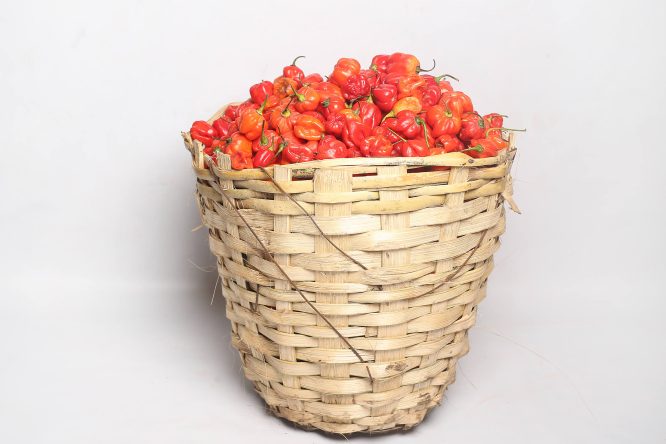 Atarodo Size 4 (Medium 8kg x 1 Unit) Atarodo Size 4 (Medium 8kg x 1 Unit)